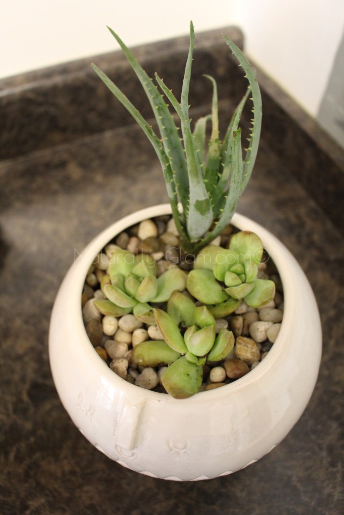 5 Easy Indoor Plants | Naturally Glam | Jonna Scott-Blakes