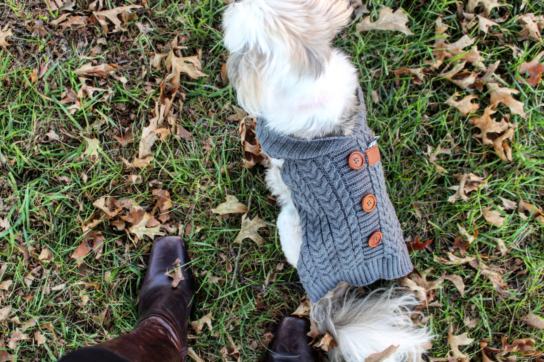 tj maxx dog sweaters