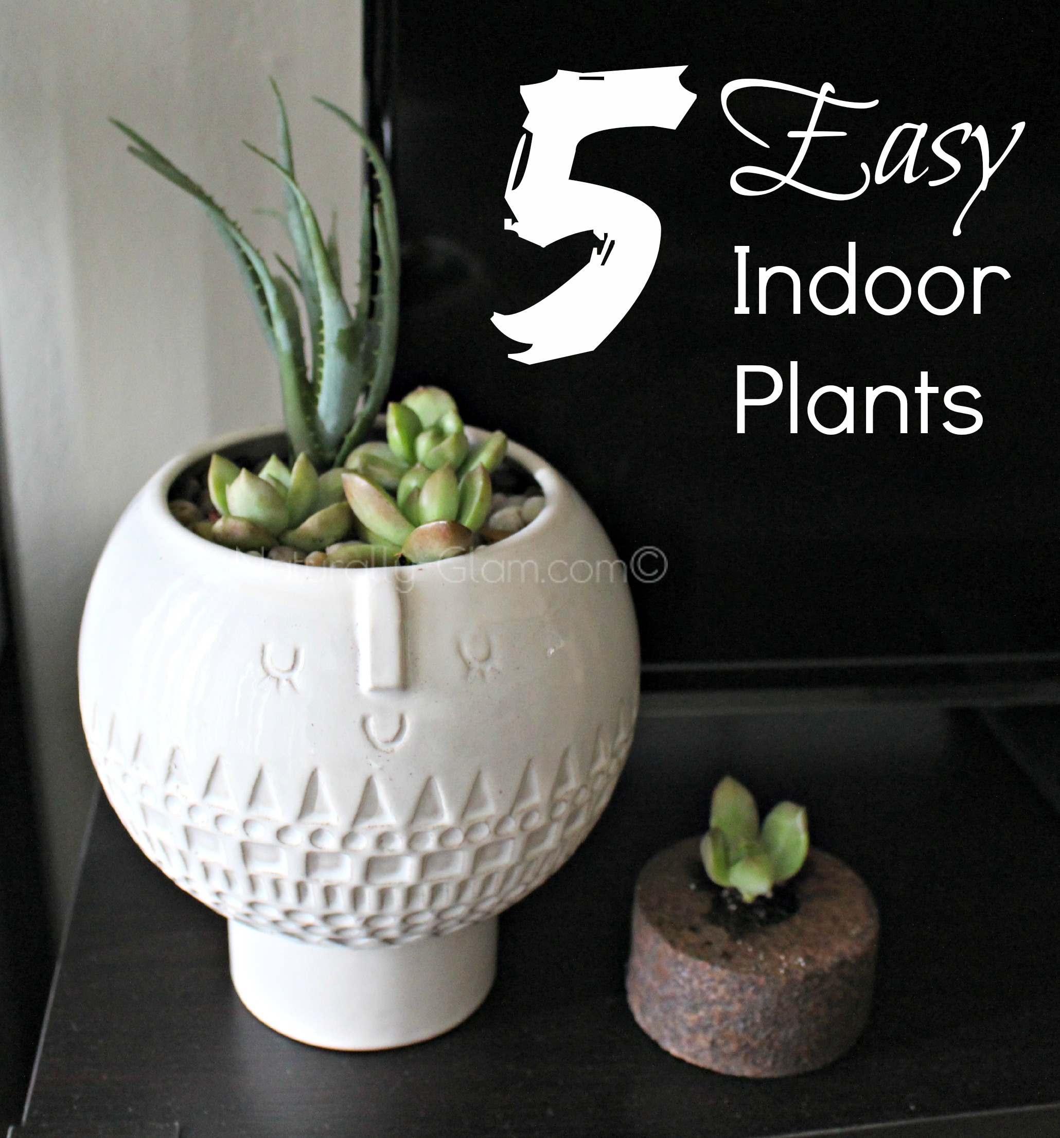 easy indoor plants, aloe vera and stonecrop sedum