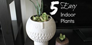 easy indoor plants, aloe vera and stonecrop sedum