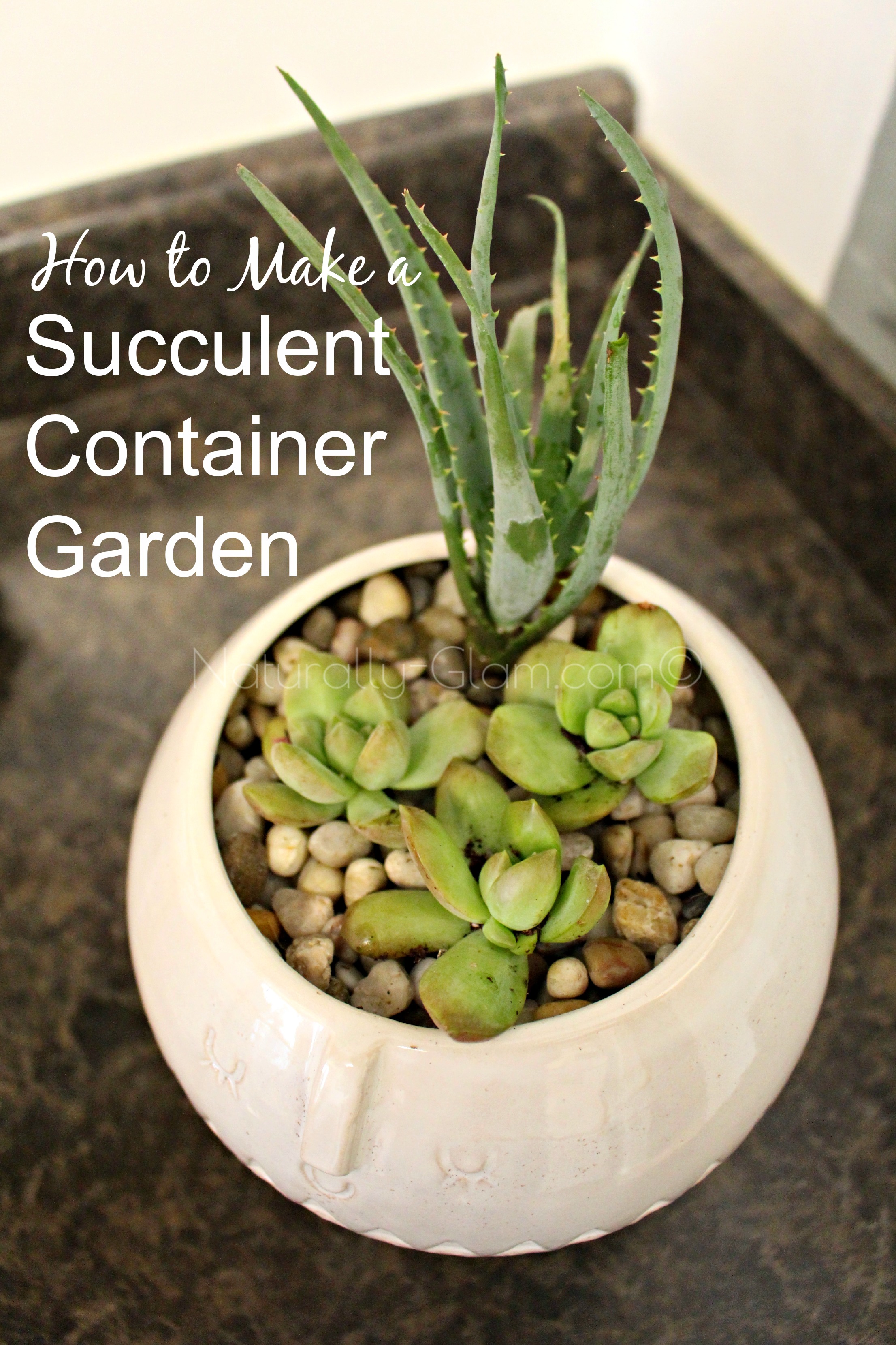 aloe vera plant and stonecrop sedum in ceramic planter, how to make a succulent container garden
