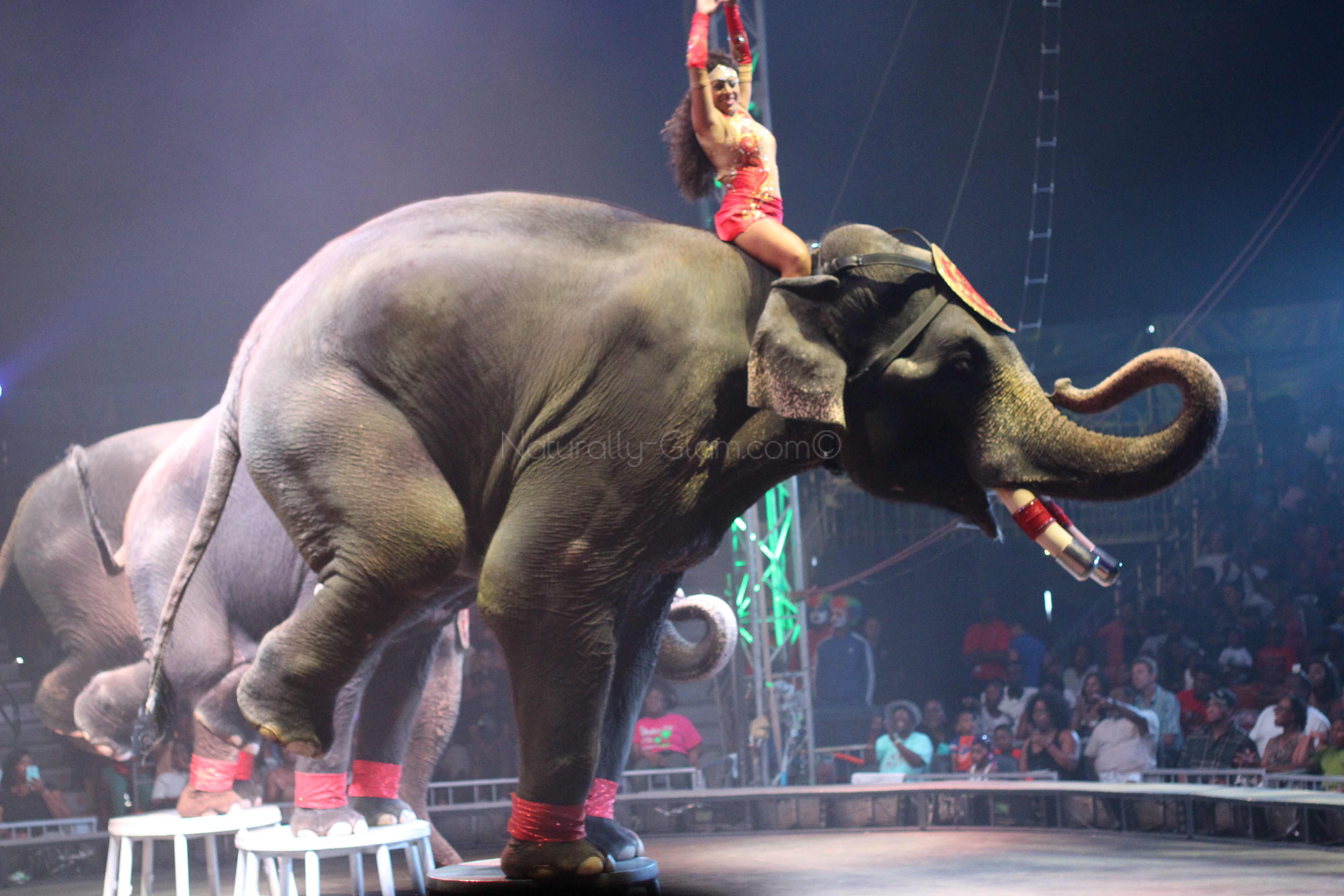 Слон в цирке